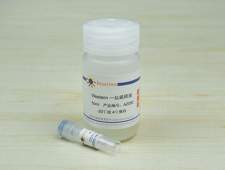 CD31 Rabbit Polyclonal Antibody